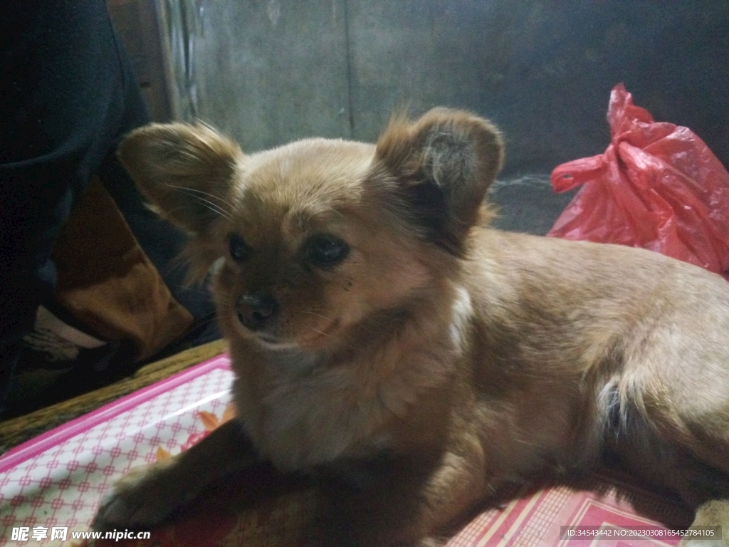 狗