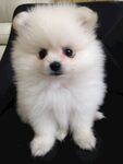 狗