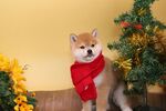狗