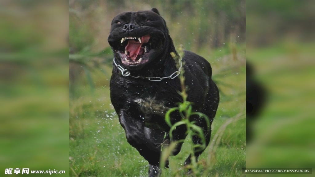 狗