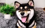 狗