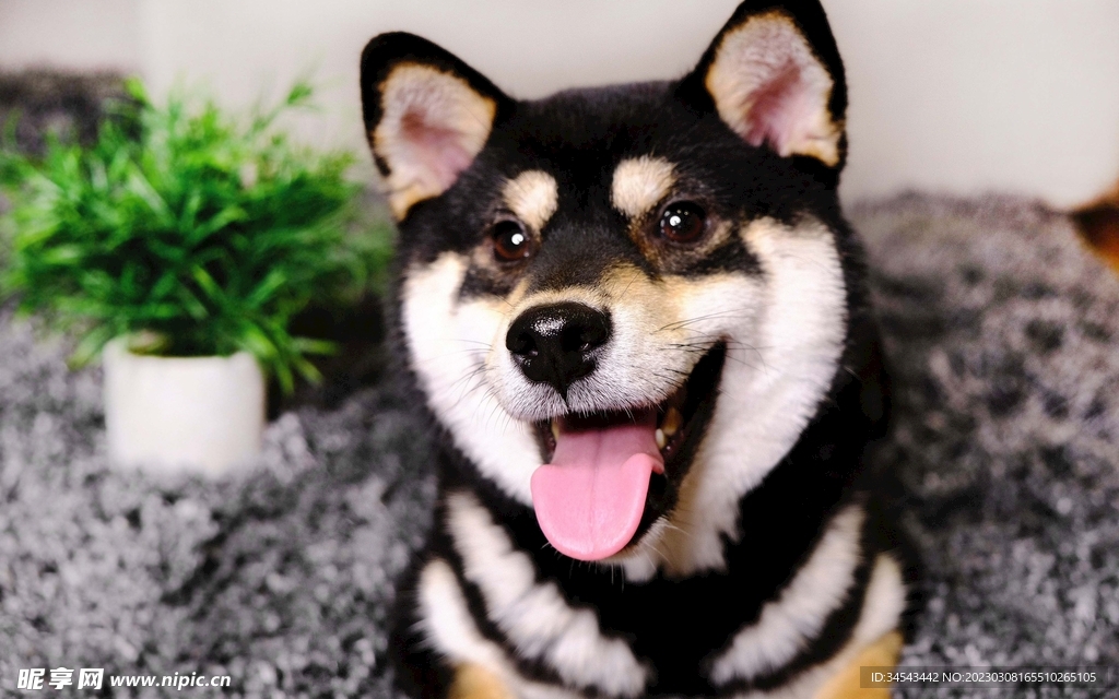 狗