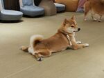 狗