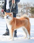 狗