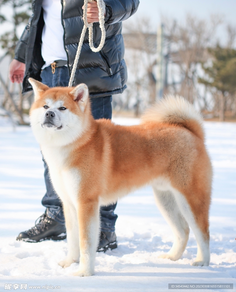狗