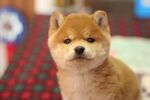 狗