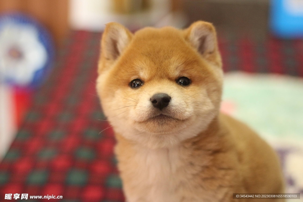狗
