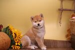 狗