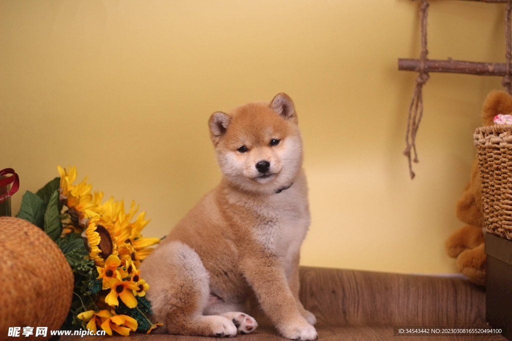 狗