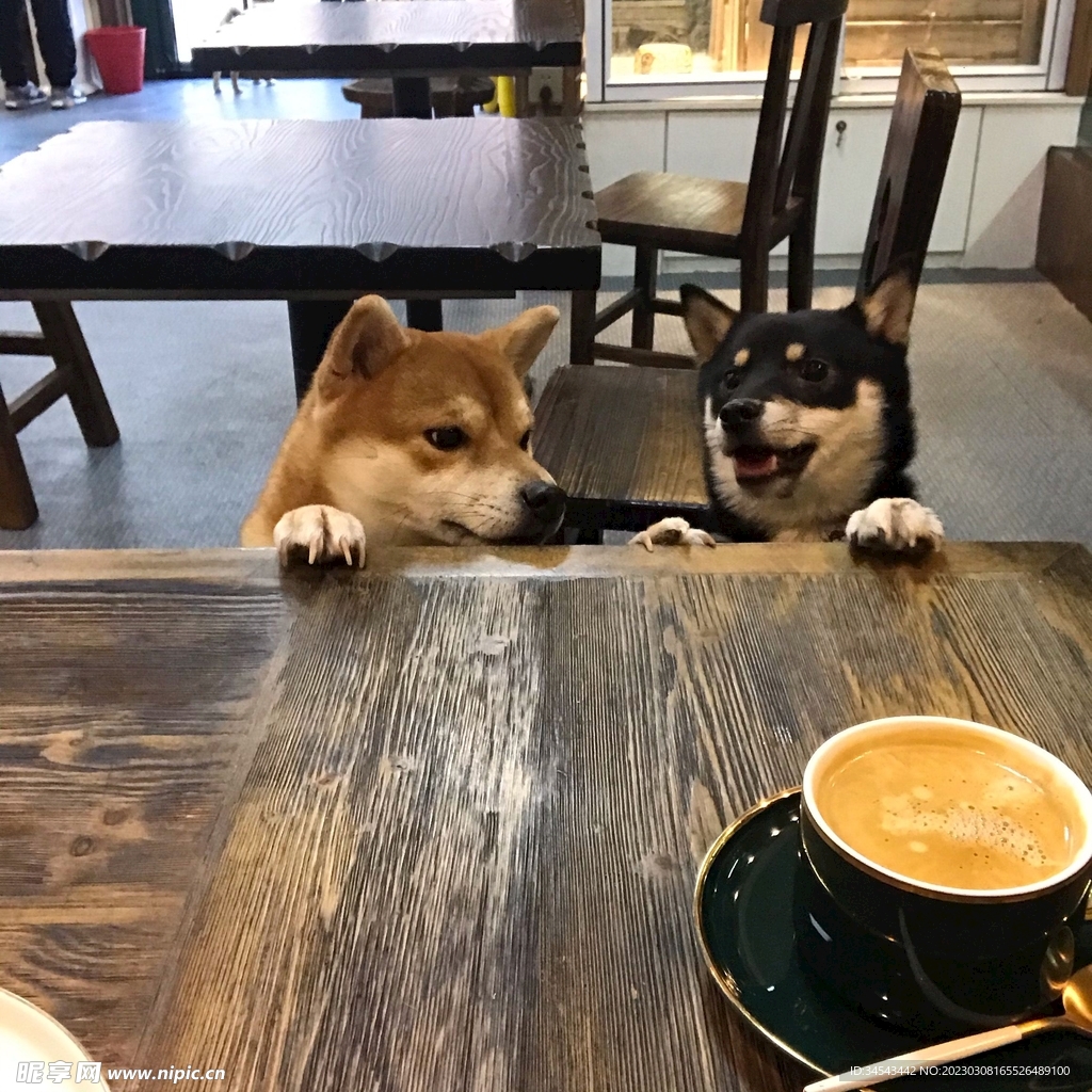 狗