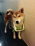 狗