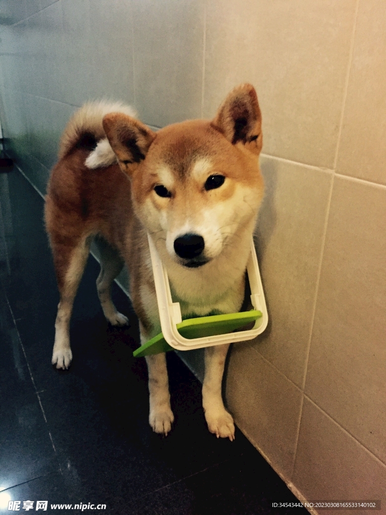 狗