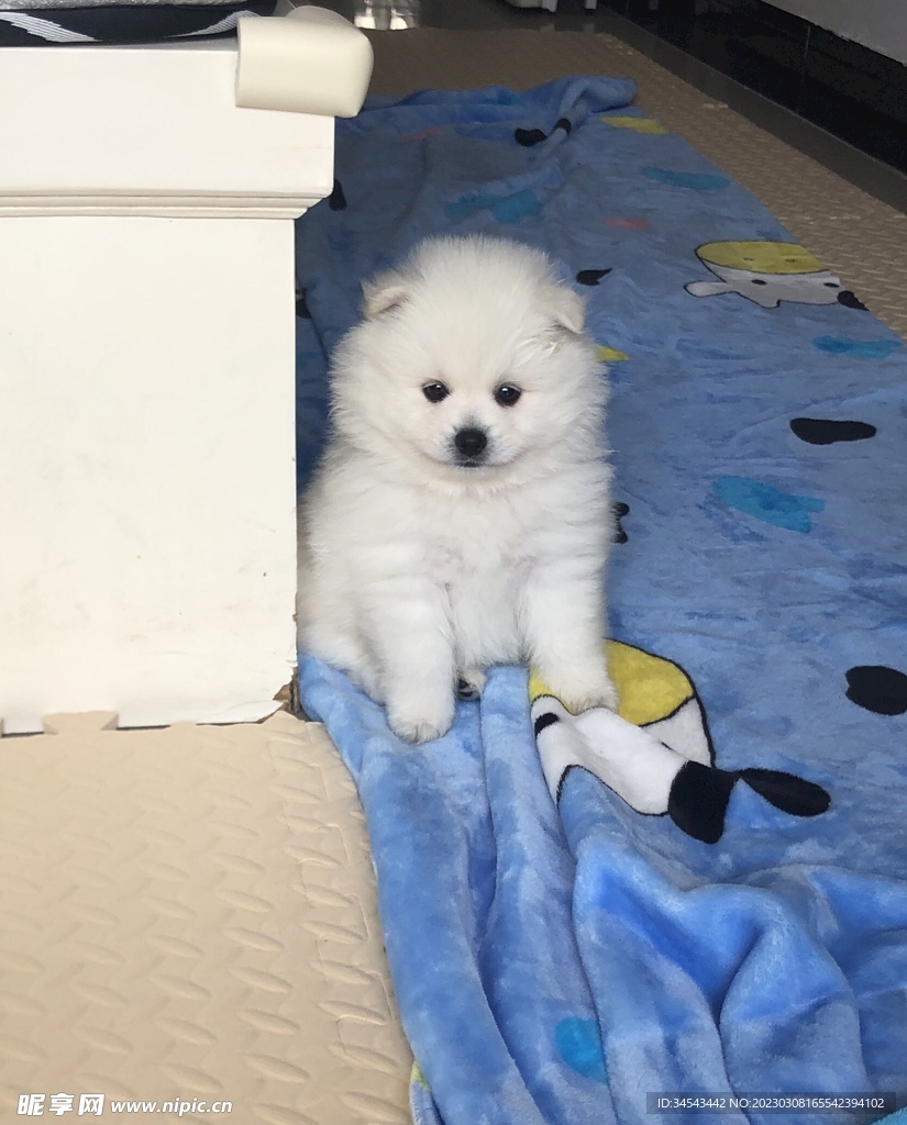 狗
