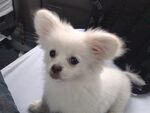狗