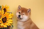 狗