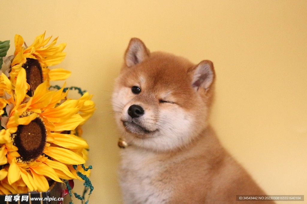狗
