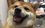狗