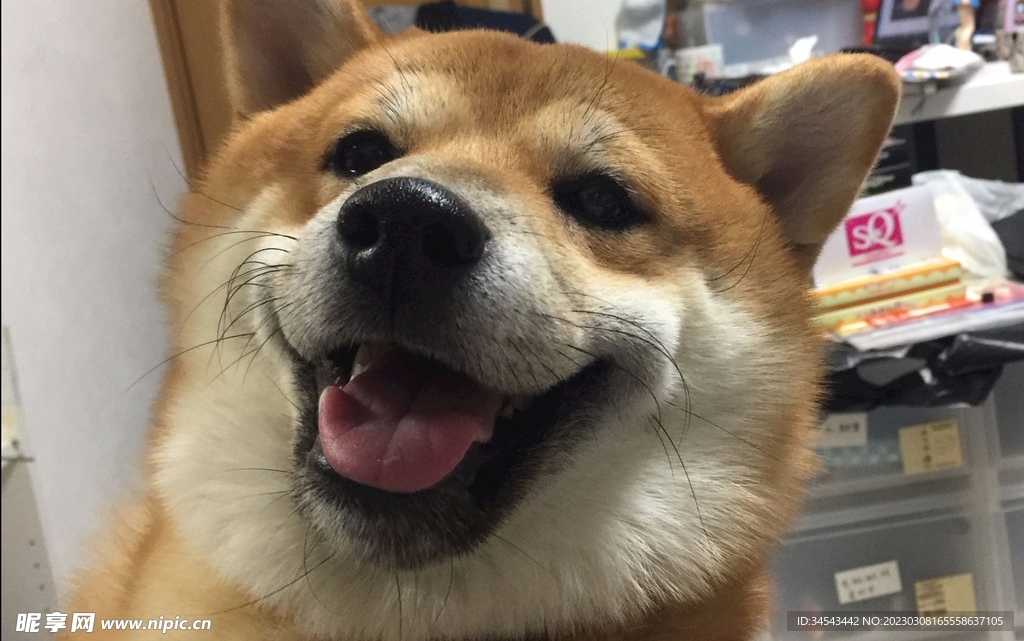 狗