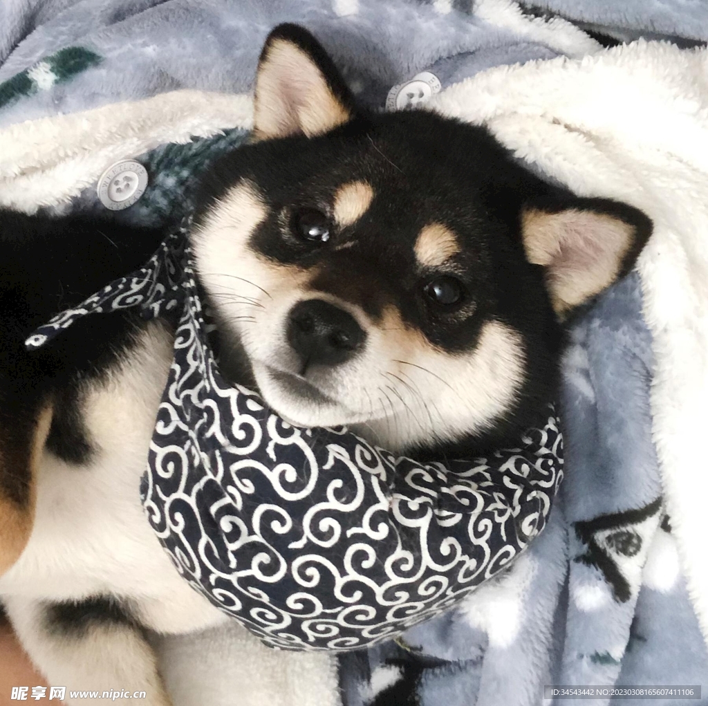 狗