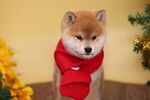 狗