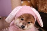 狗