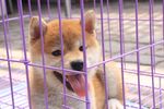 狗