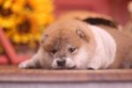 狗