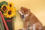 狗