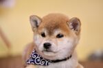 狗