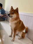 狗
