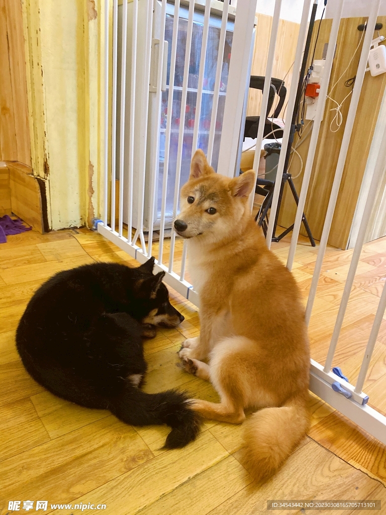 狗