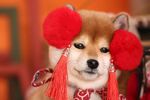 狗
