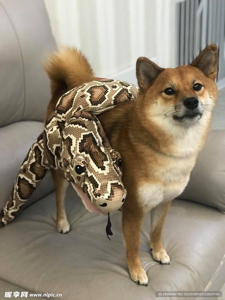 狗