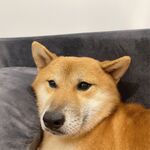 狗