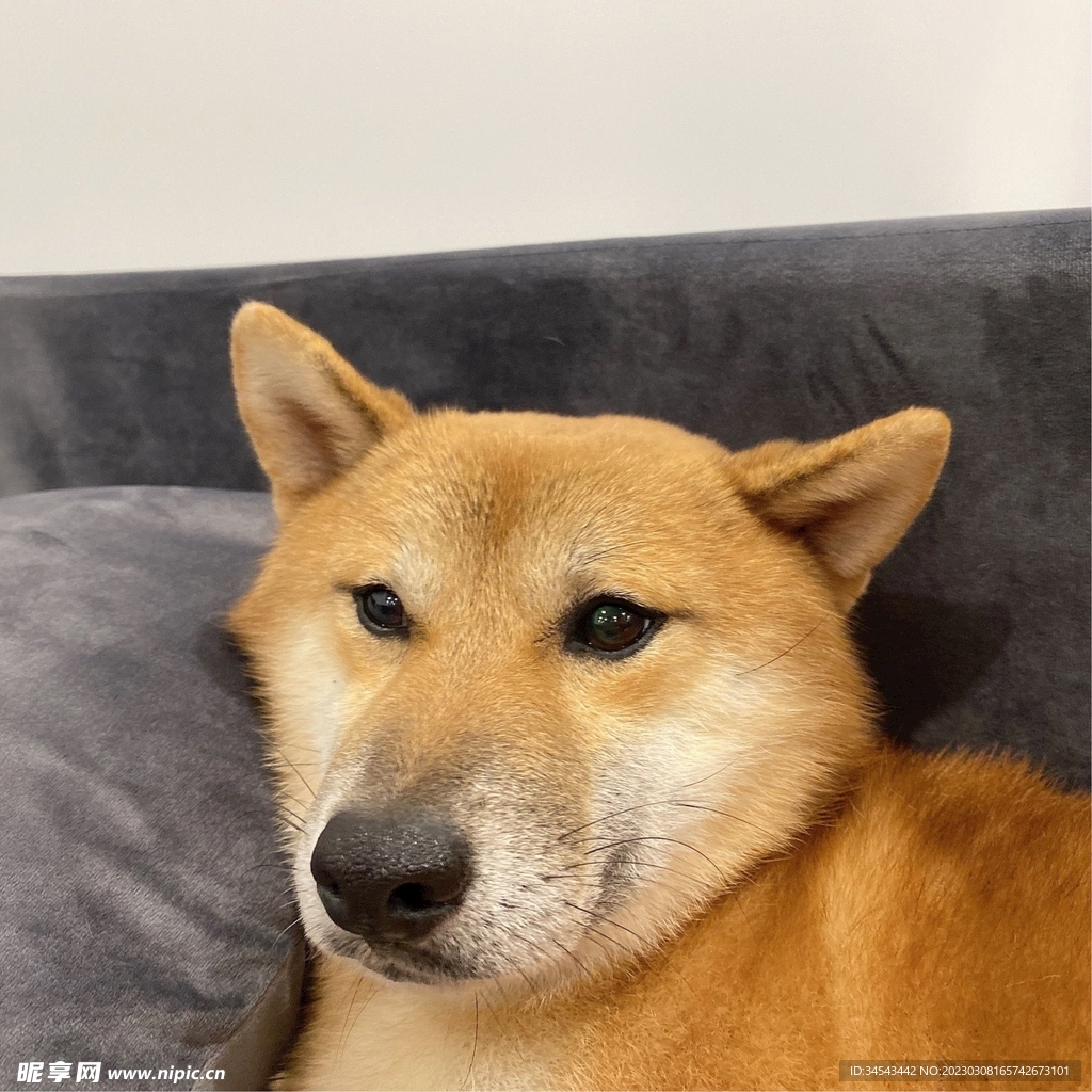 狗