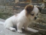 狗
