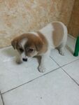 狗