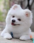 狗
