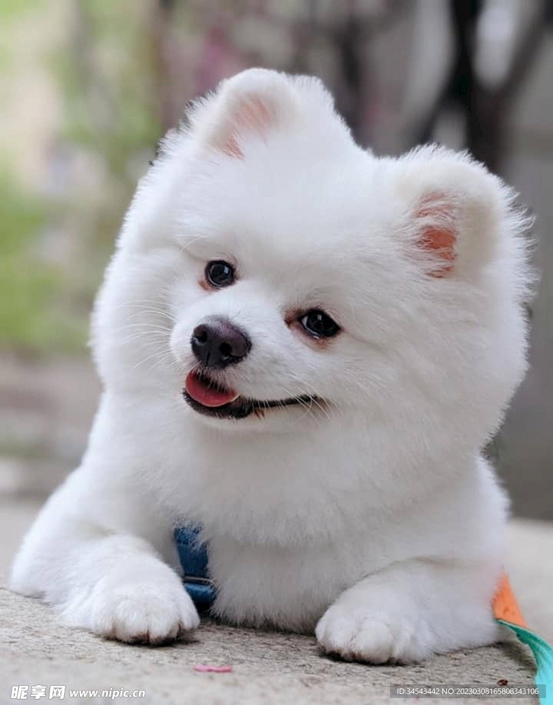 狗