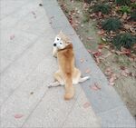 狗