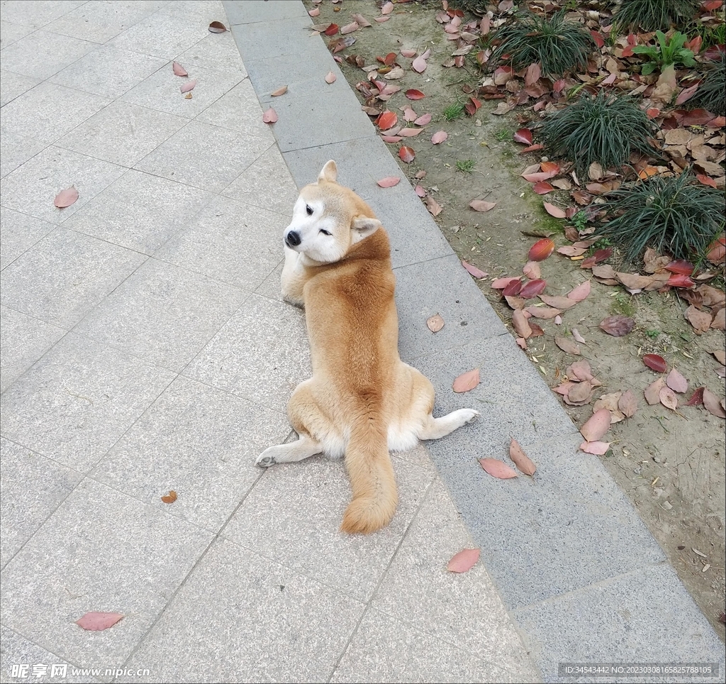 狗