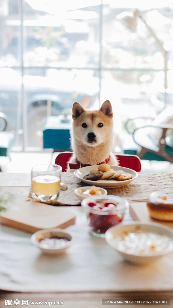 狗