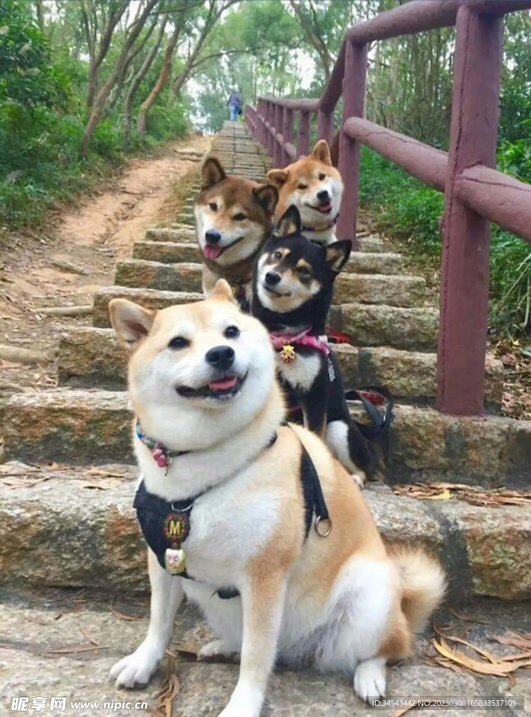 狗