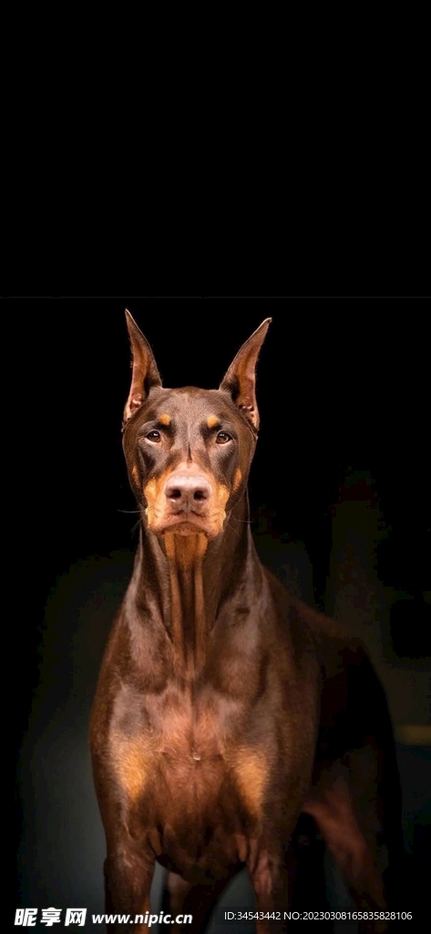 狗