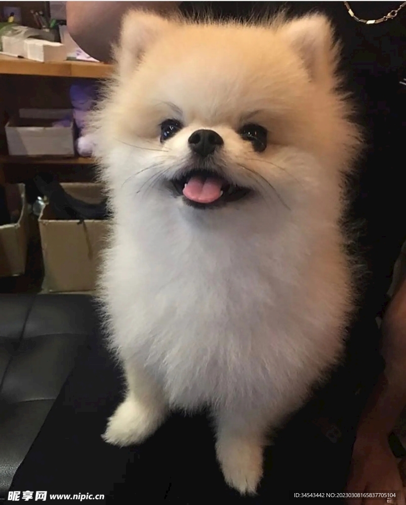 狗