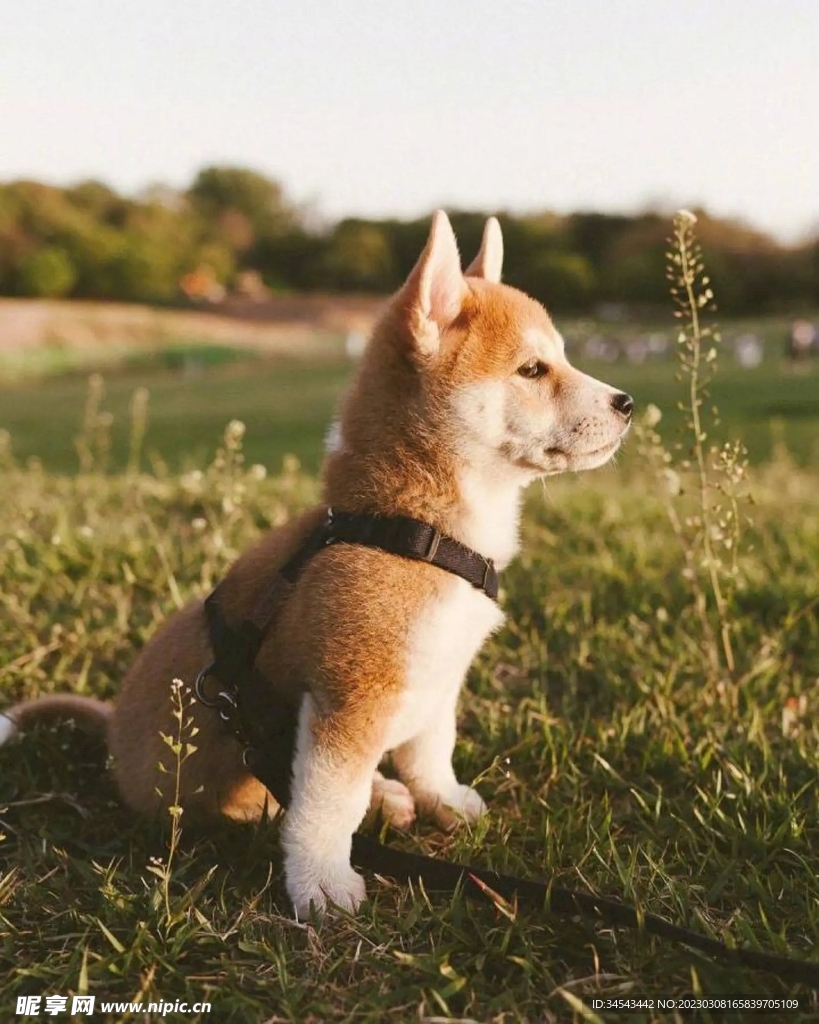狗