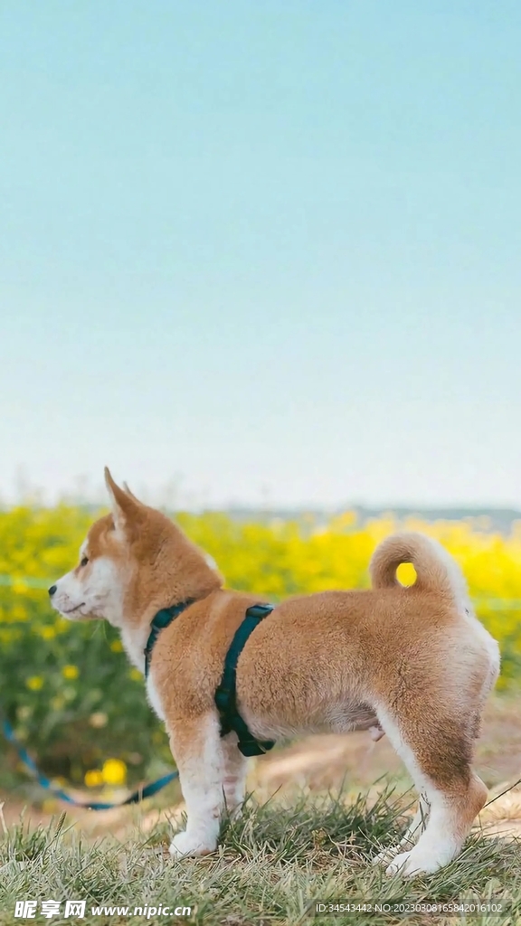 狗