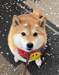 狗