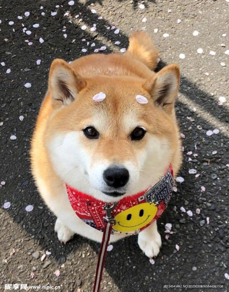 狗