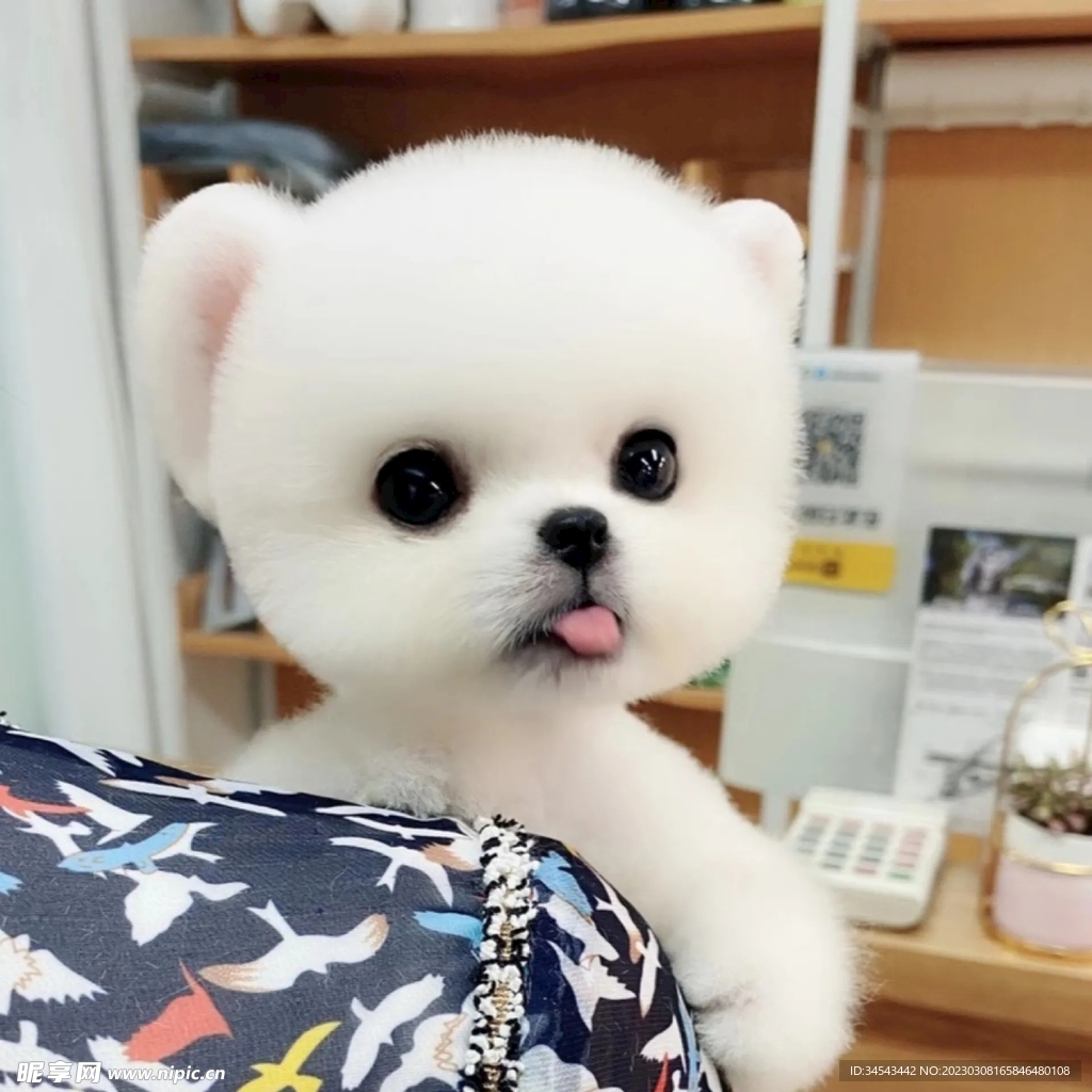 狗